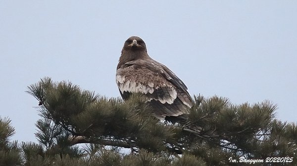 초원수리